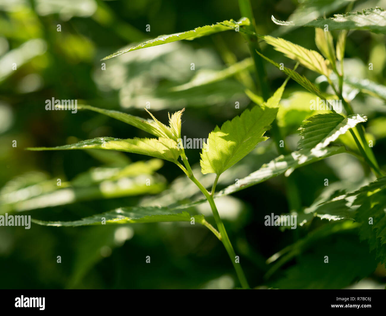 Green leaves of a ranunculus bush Stock Photo