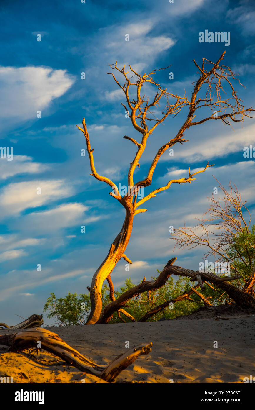 Weathered tree at Mesquite Sand Dunes in Death Valley. Stock Photo