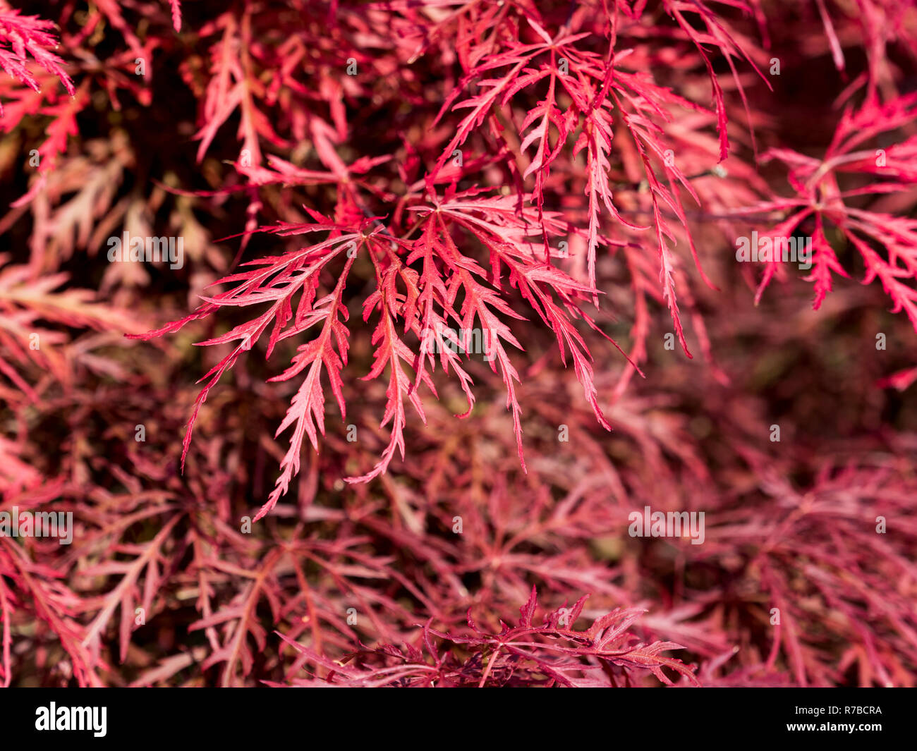 Maple tree twisted branches hi-res stock photography and images - Alamy