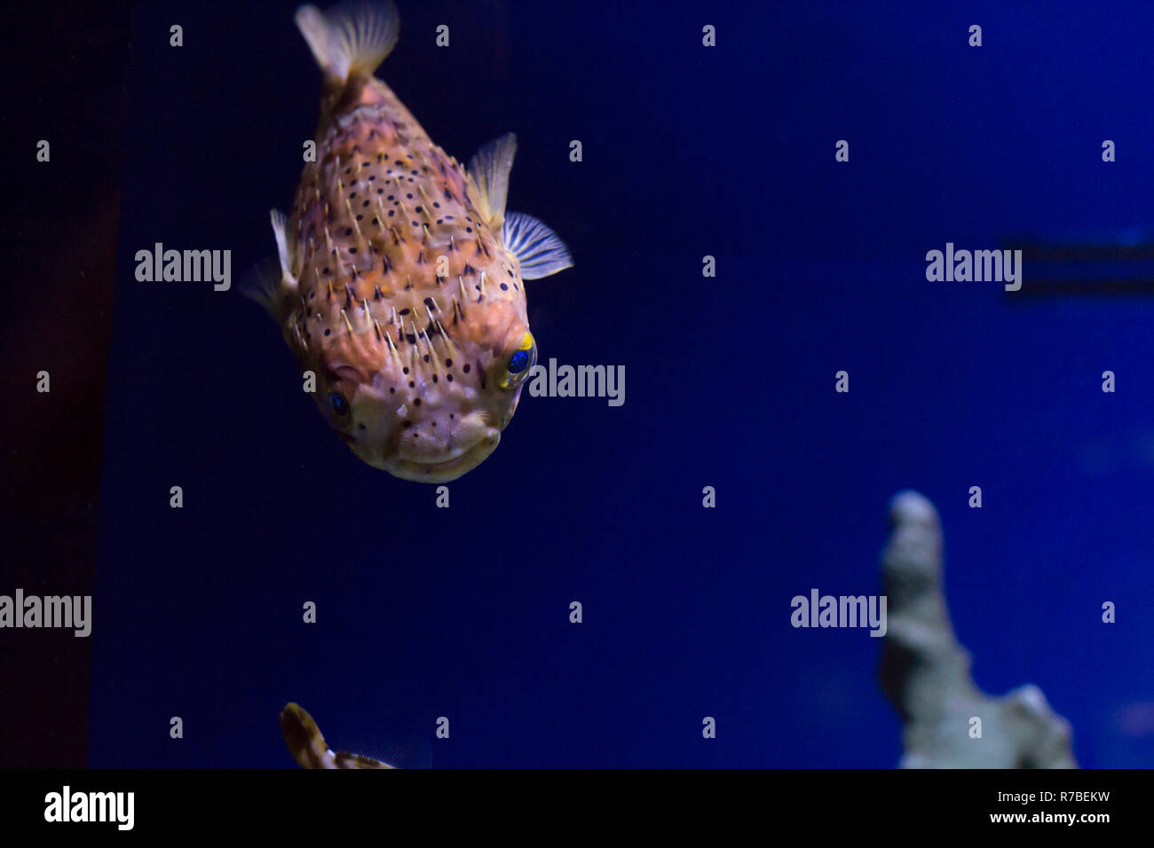 Pufferfish Stock Photo