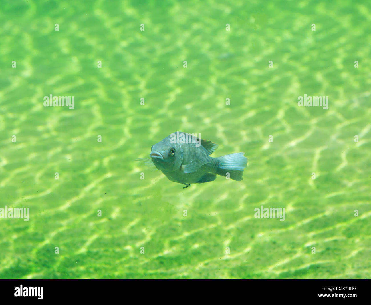 Fish Stock Photo Alamy