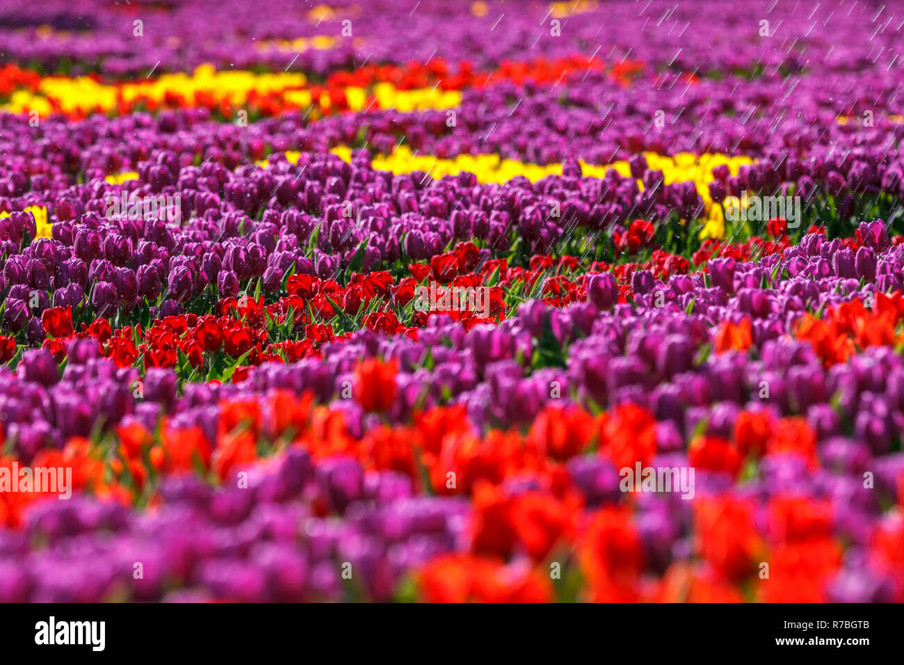 Tulip field in rain, sunny day Stock Photo