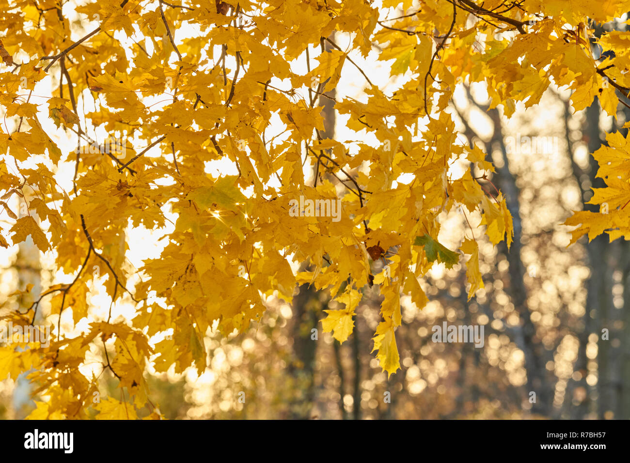 Tree Reflection Yellow Branches of trees with yellow leaves hang over the river, golden autumn ...