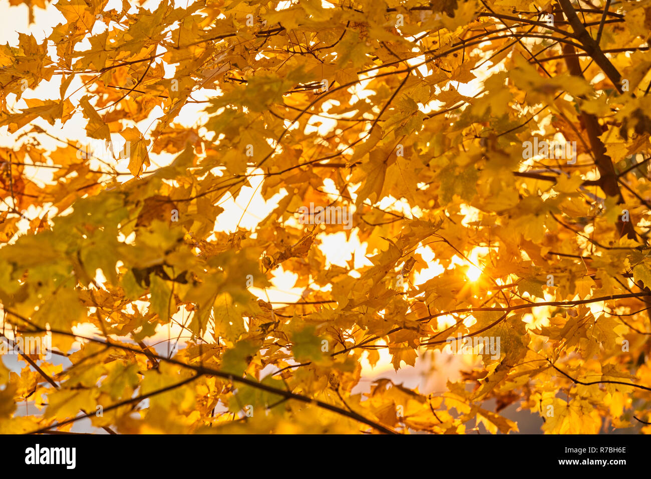 Tree Reflection Yellow Branches of trees with yellow leaves, golden autumn, sun reflections ...