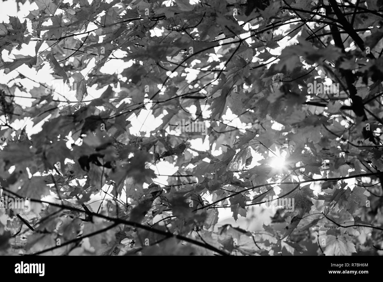 Golden forest in sunny Black and White Stock Photos & Images - Alamy