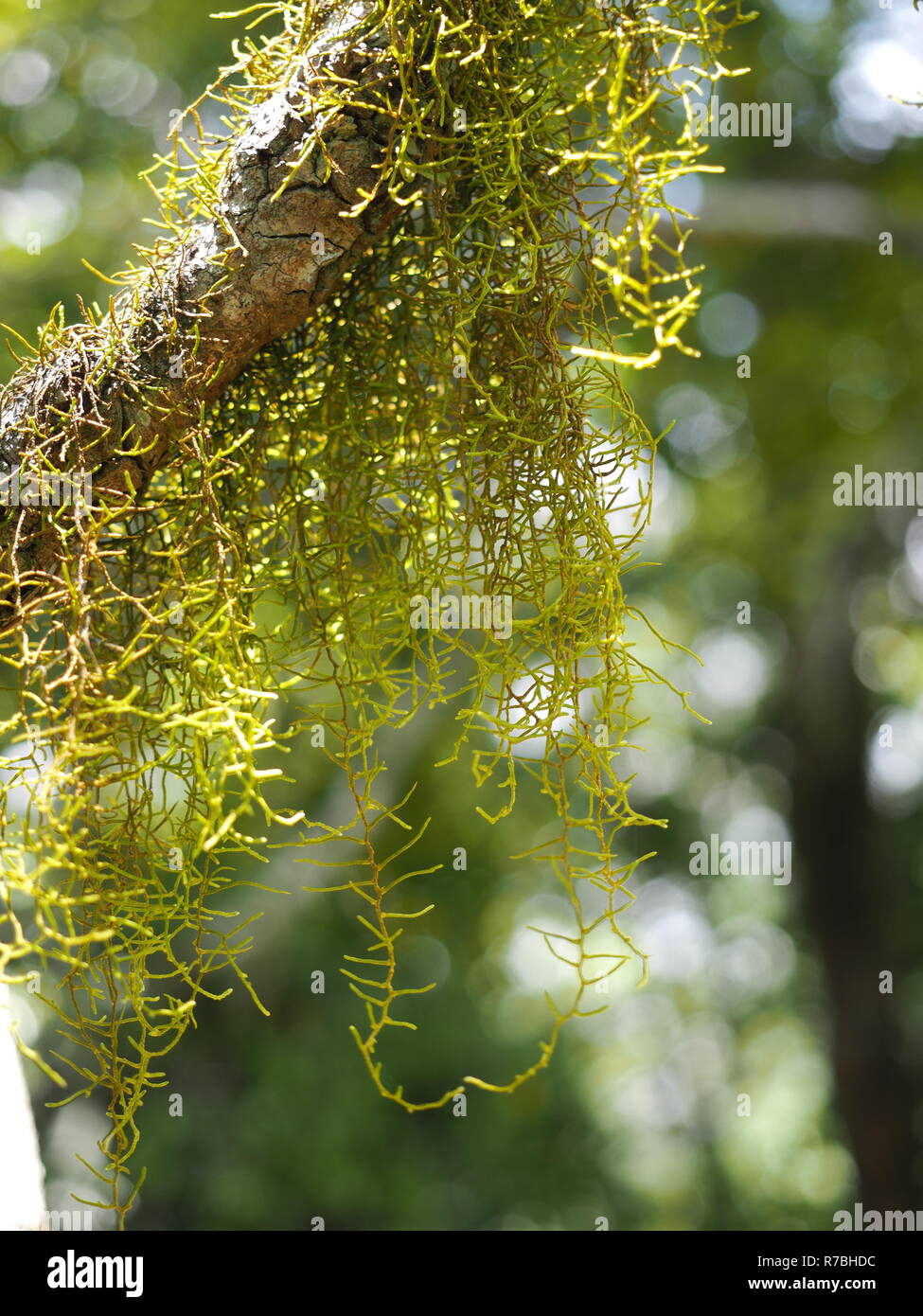 Lichen growing on a tree branch in a forest. Stock Photo