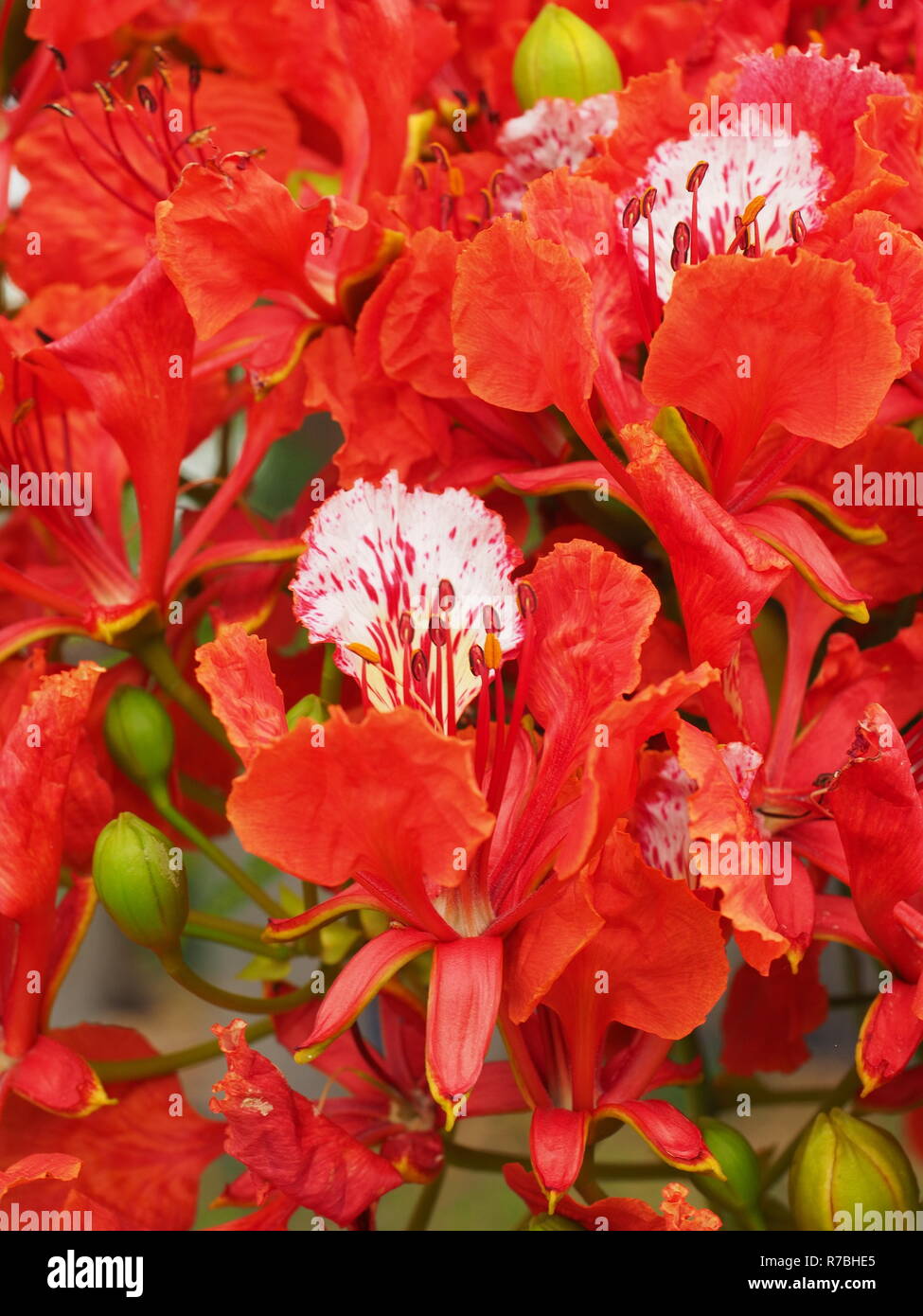 Red Poinciana flowers. A closeup image of many Poinciana flowers with red petals. Stock Photo