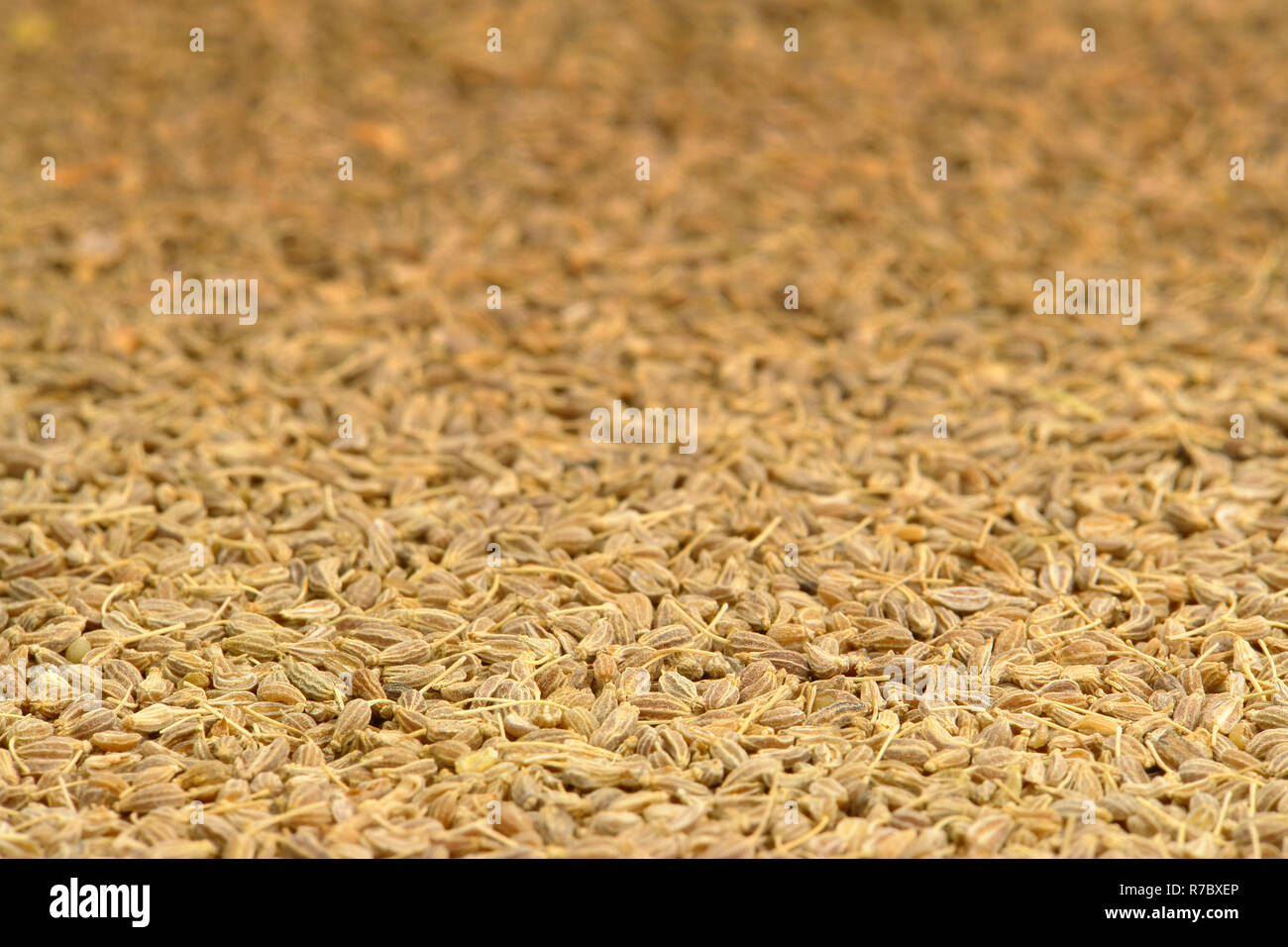 Anise Seed Closeup Stock Photo
