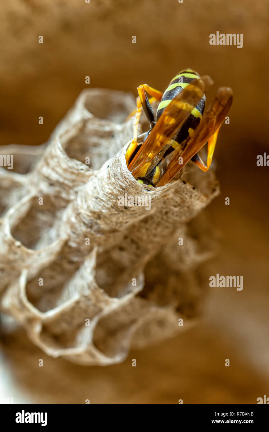 Paper Wasp Queen Stock Photo