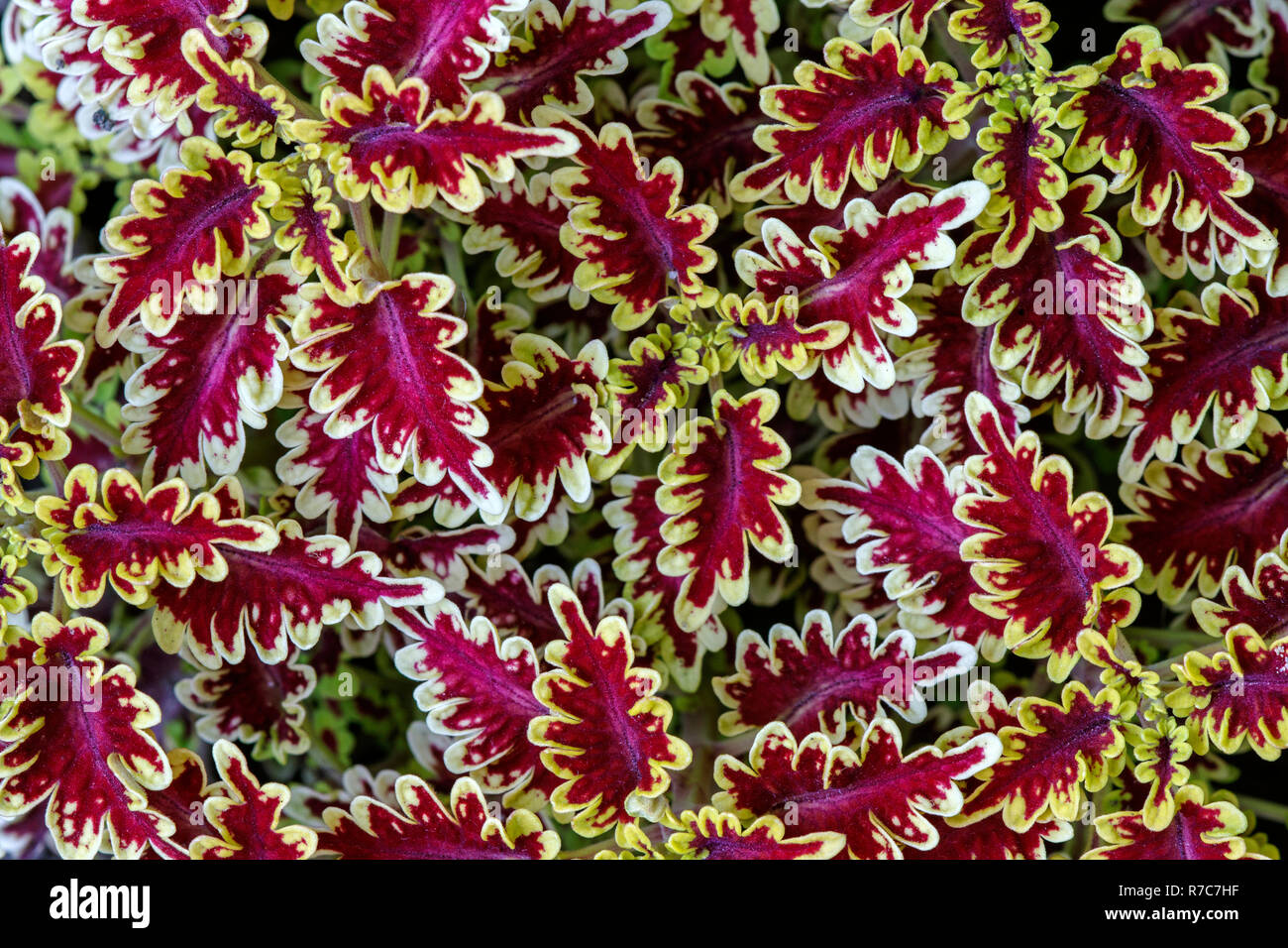 Coleus red plant hi-res stock photography and images - Alamy