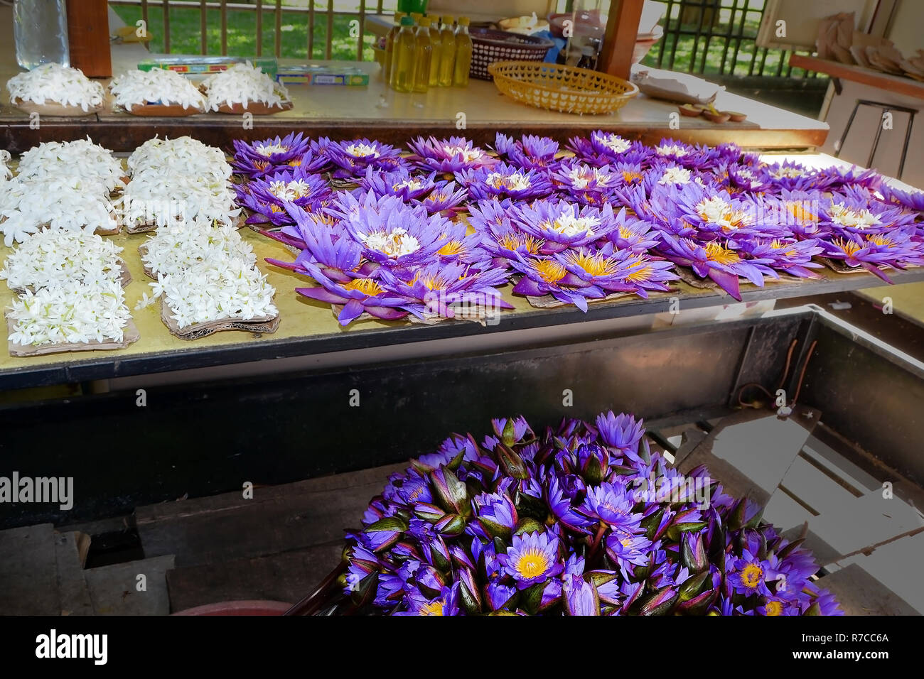 Sale of lotuses in the market of Sri Lanka. Freshness morning