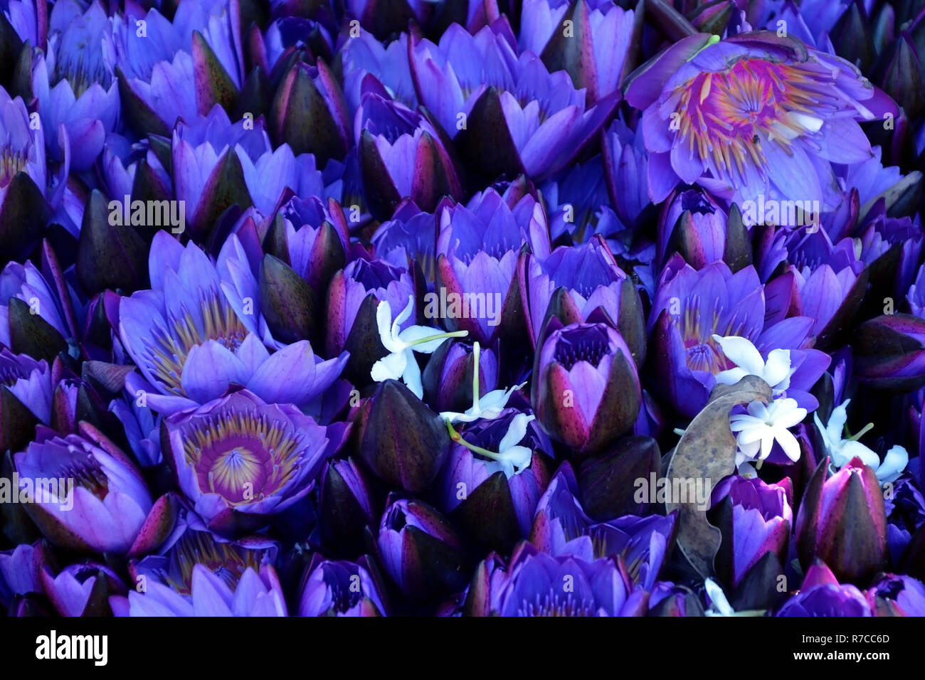 Lotus flowers open and closed closeup. Floral purple background Stock Photo Alamy