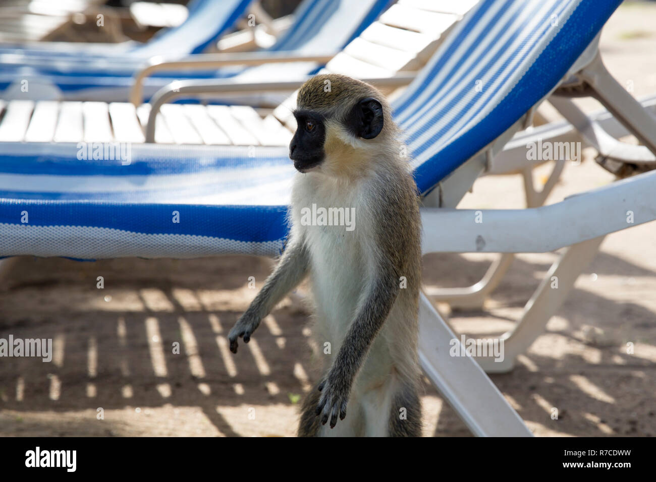 Velvet monkey on the St. Kitts Island Stock Photo Alamy