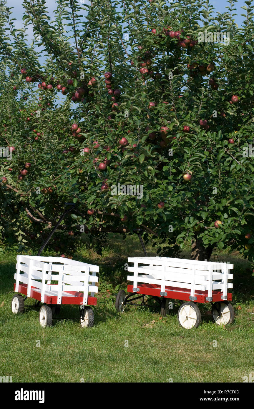 Beautiful Apple Tree in Orchard with a Two Red Wagons for Kids Stock Photo