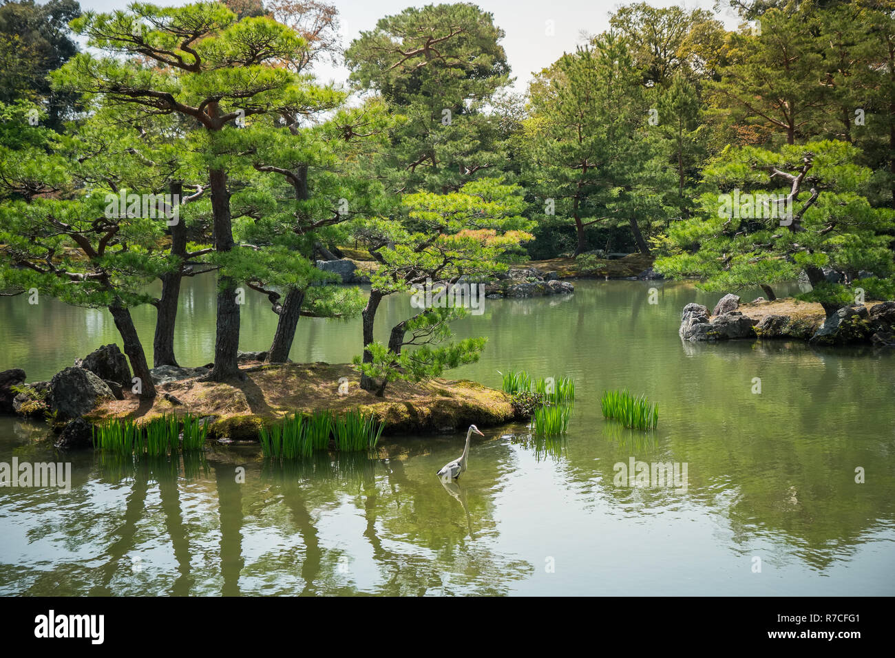 A crane standing in the pond in japanese garden Stock Photo - Alamy