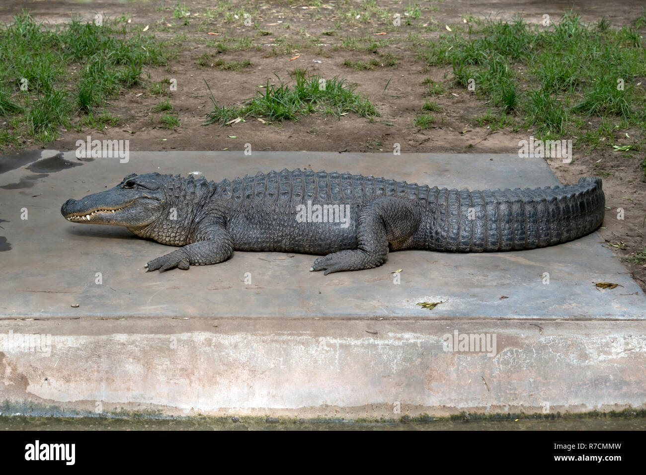 this is a side view of an American alligator Stock Photo - Alamy