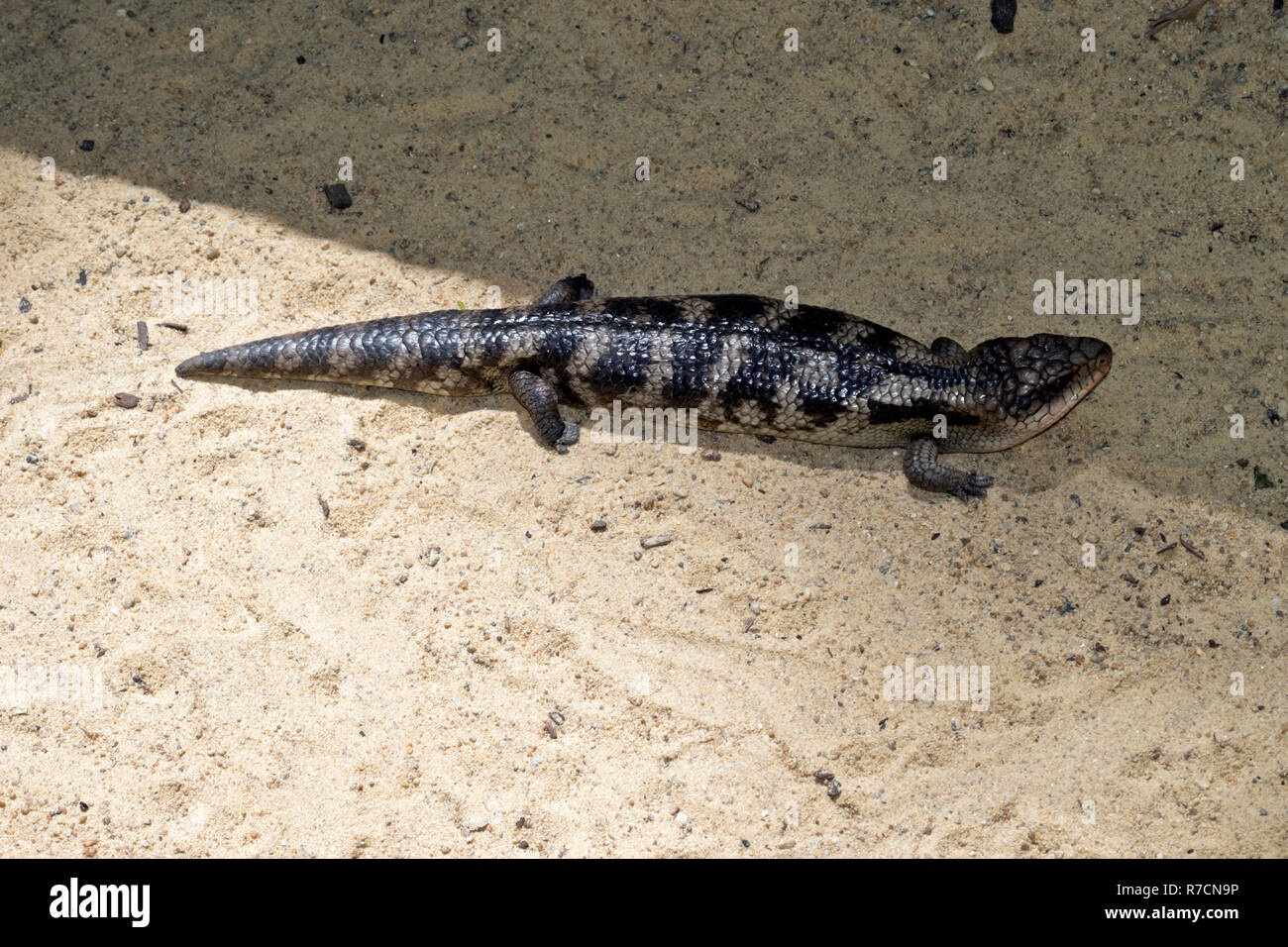 this is a side view of a blue tongue lizard Stock Photo