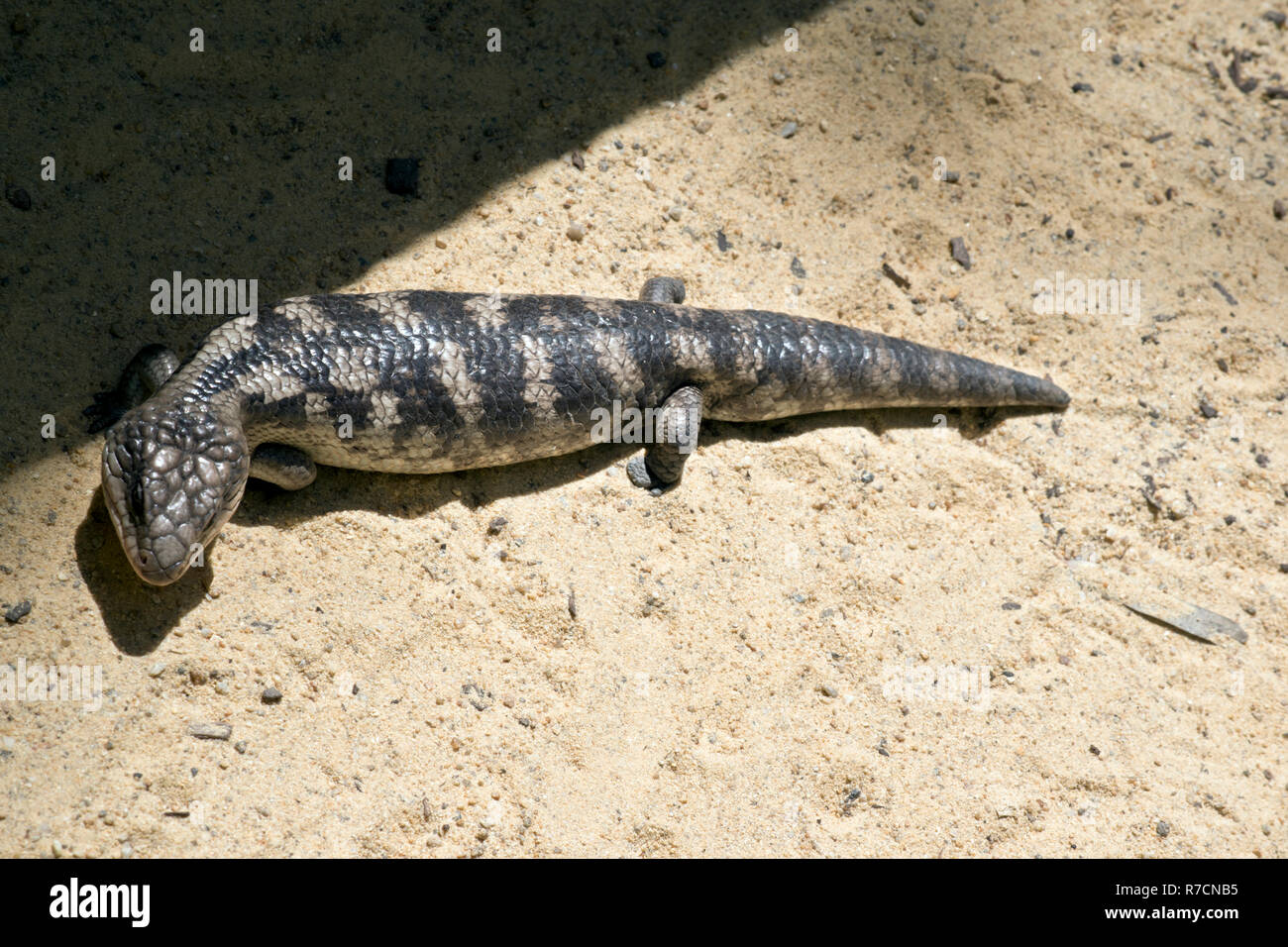 the blue tongue lizard is on sand Stock Photo