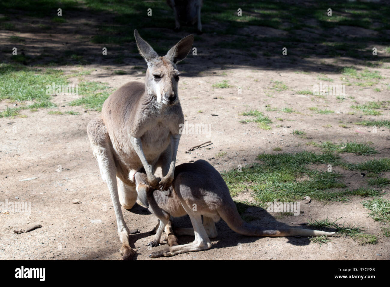 the red kangaroo is nursing her joey Stock Photo Alamy