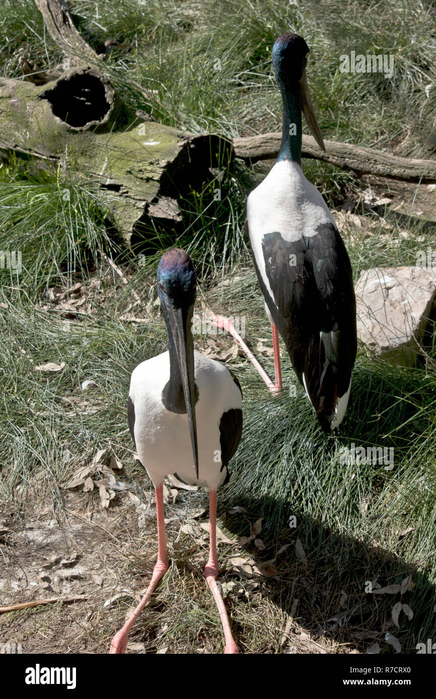 the pair of black necked storks are resting Stock Photo
