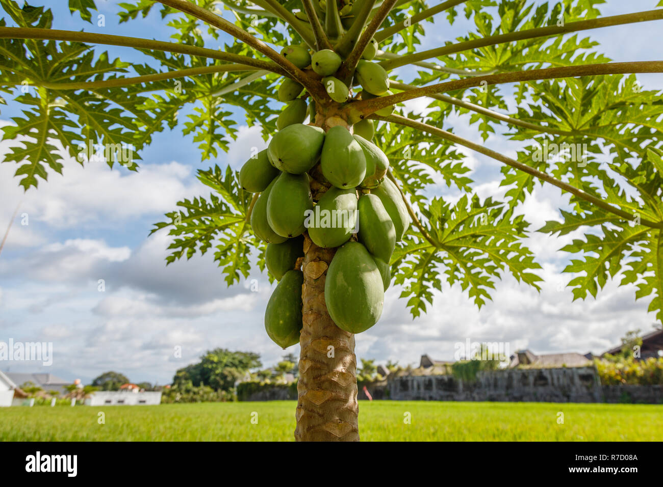Papaya tree with fruit. Bali, Indonesia Stock Photo - Alamy