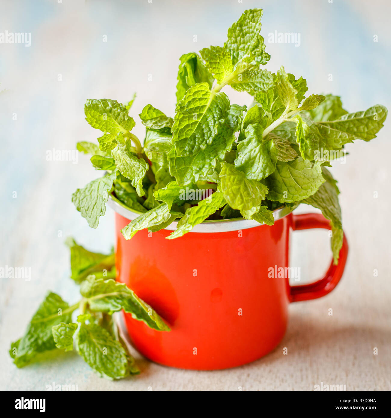 Fresh mint in a small red enameled cup on a wooden white and blue washed surface. Square image Stock Photo