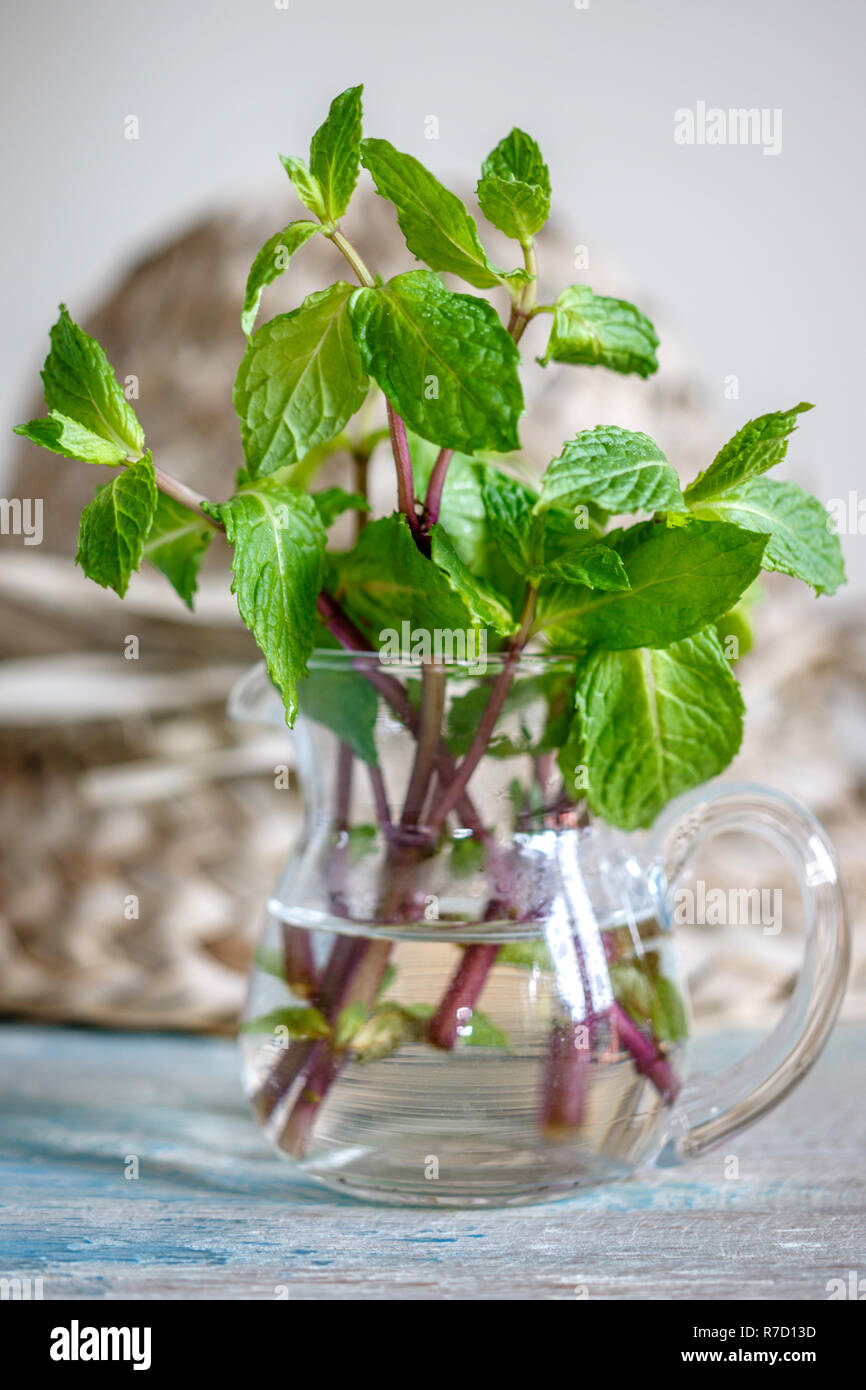 Fresh mint in a small glass jar on a wooden white and blue washed surface. Straw hat on the background. Gardening concept. Stock Photo