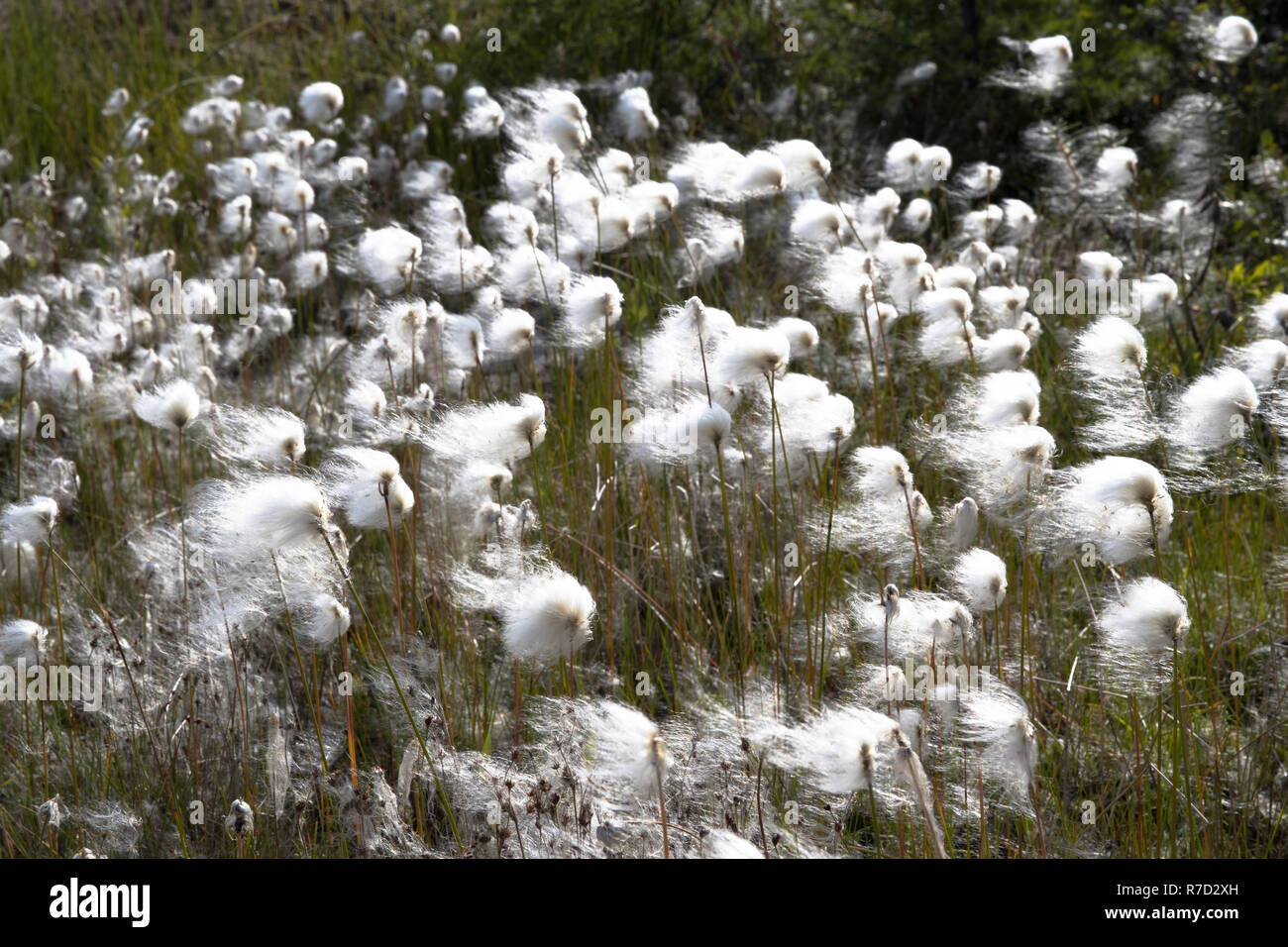 Arctic Cotton Stock Photo