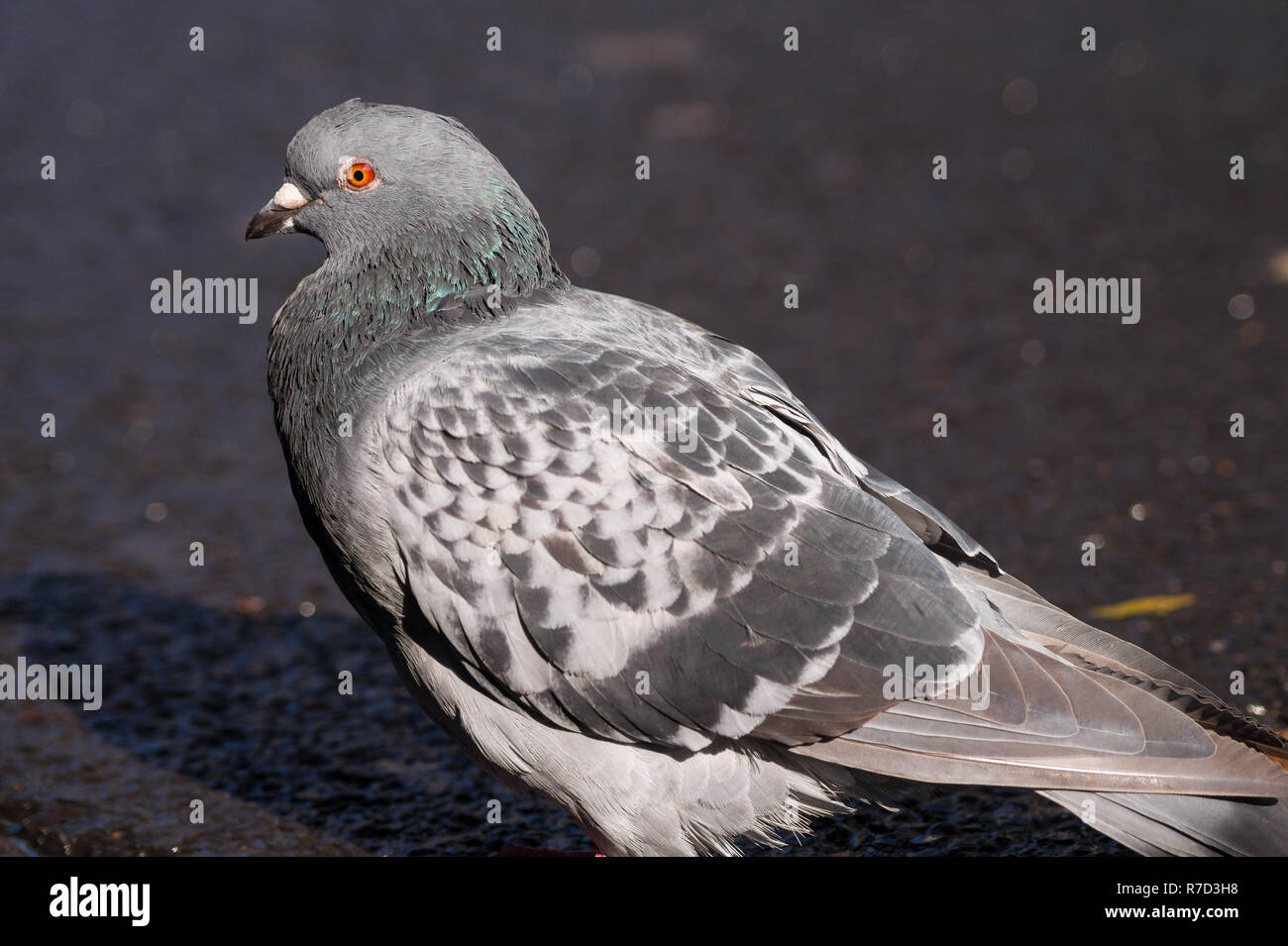 Close-up of a Rock Dove (Columba livia) in the City. Stock Photo