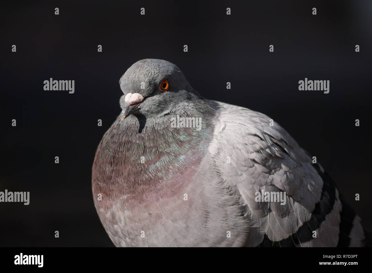 Close-up of a Rock Dove (Columba livia) in the City. Stock Photo