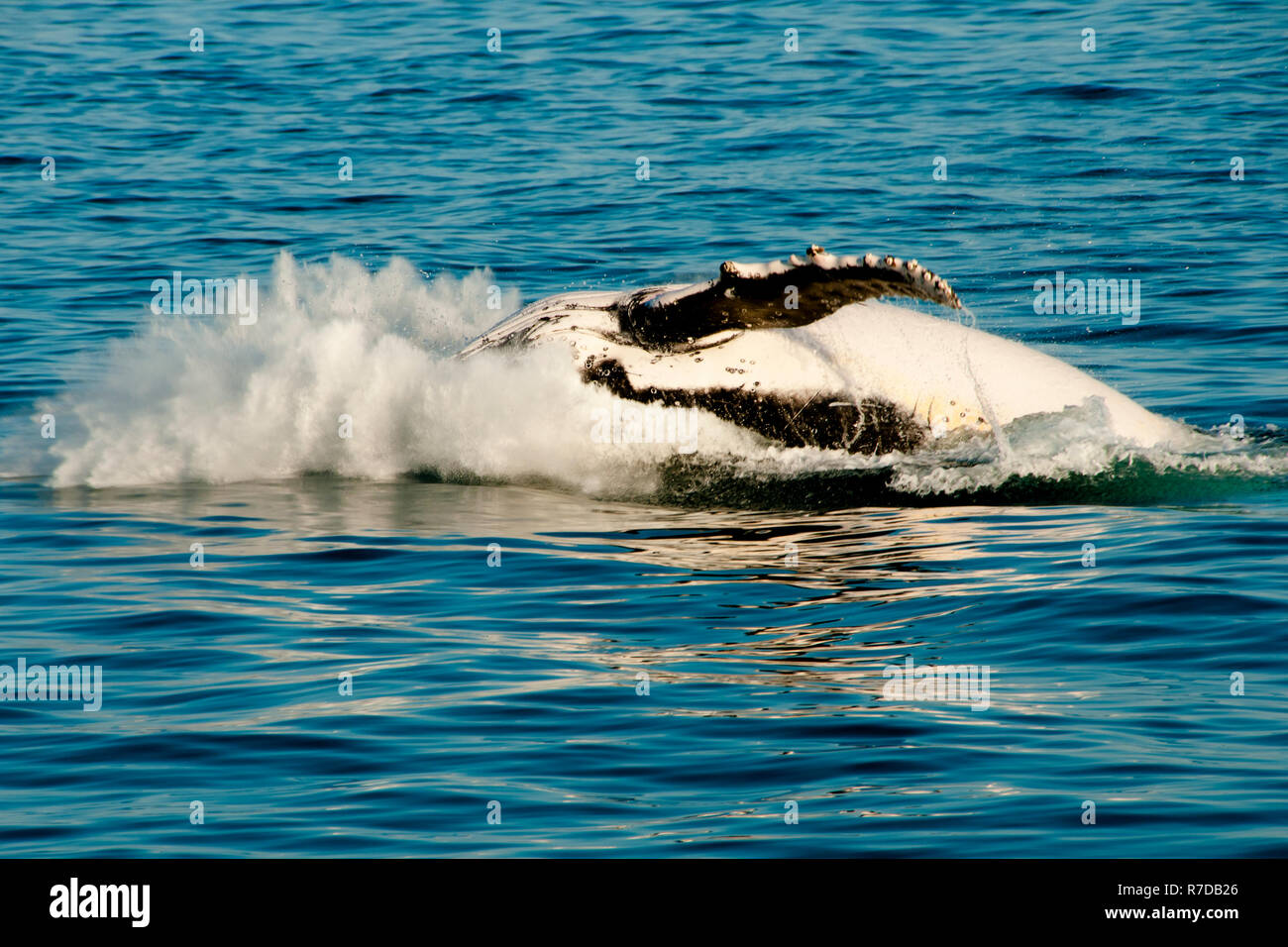 Humpback Whale - Exmouth - Australia Stock Photo