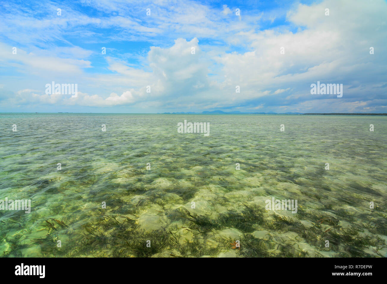 Shallow ocean full of sea weeds. Blue sky with clouds. Stock Photo