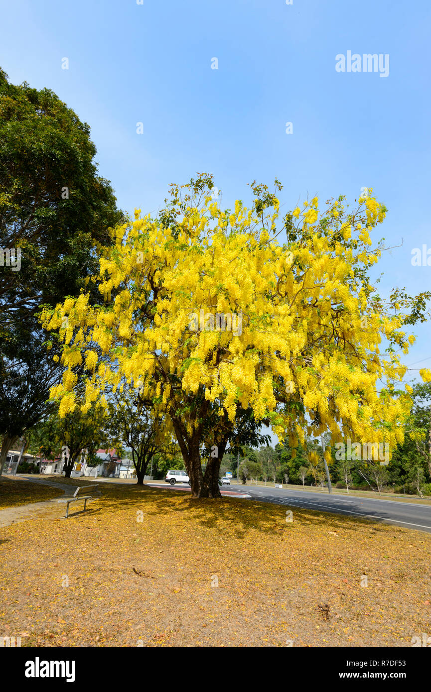 Golden Shower Tree (Cassia fistula) in bloom, Stratford Village, Far North Queensland, FNQ, QLD, Australia Stock Photo