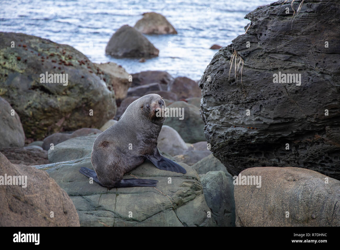 New Zealand Fur Seal, Fiordland National Park Stock Photo