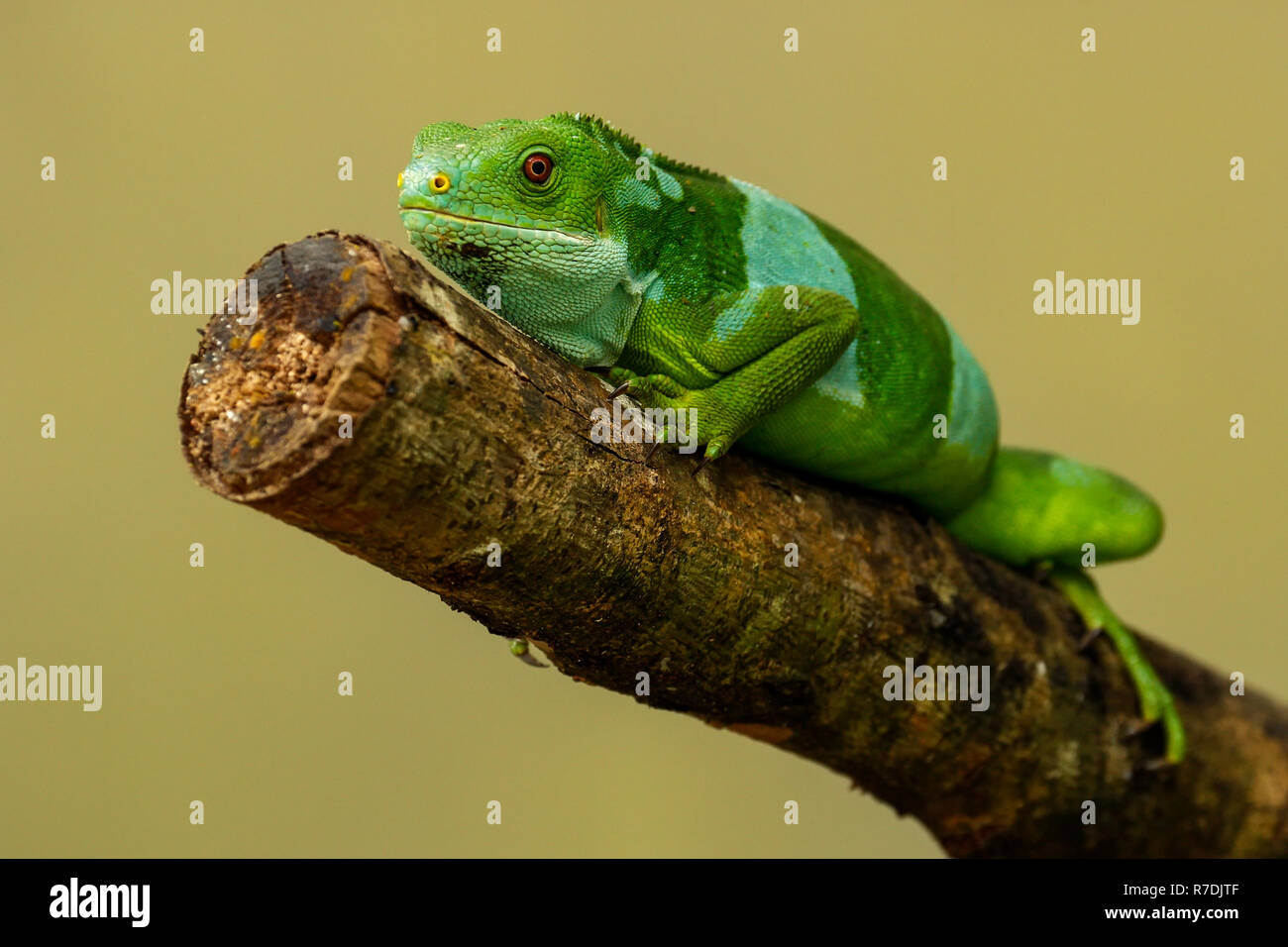 male-fiji-banded-iguana-brachylophus-fasciatus-on-viti-levu-island