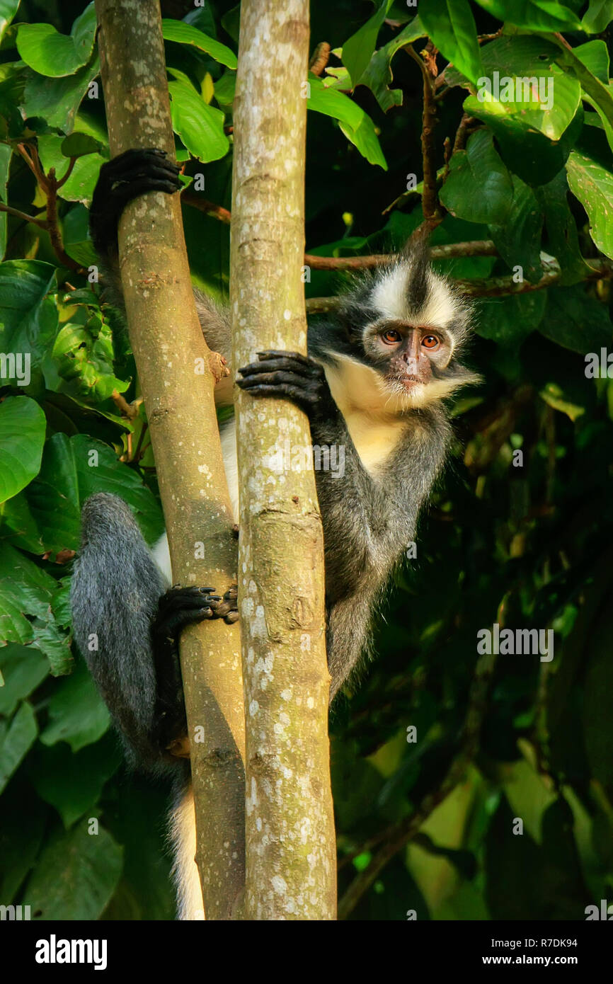 Thomas leaf monkey (Presbytis thomasi) sitting in a tree in Gunung ...
