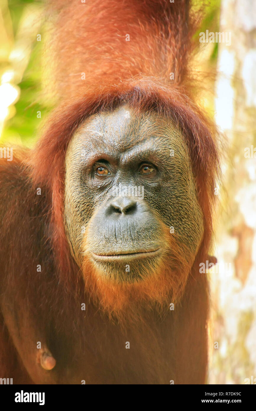 Portrait of a female Sumatran orangutan (Pongo abelii) in Gunung Leuser National Park, Sumatra, Indonesia. Sumatran orangutan is endemic to the north  Stock Photo