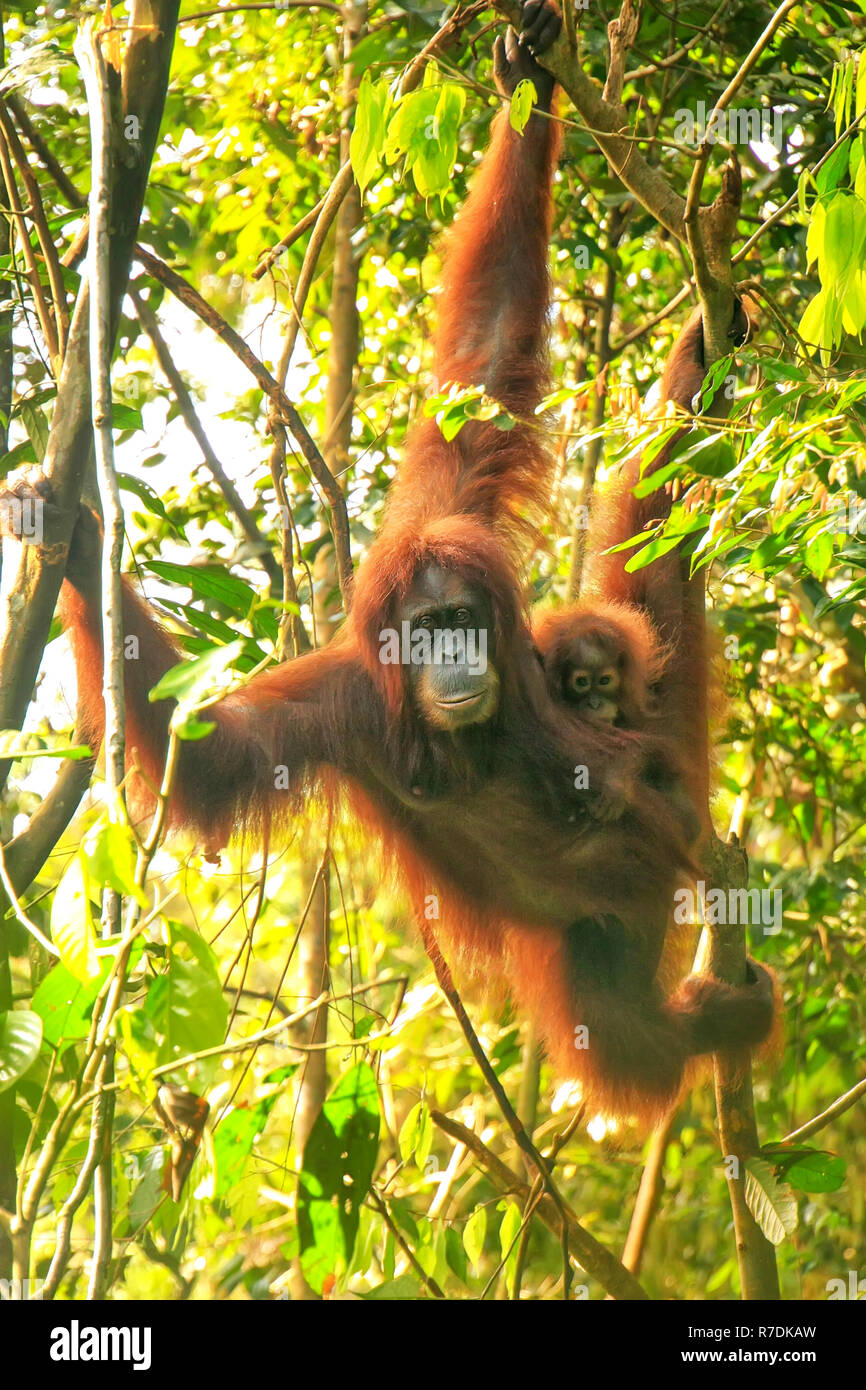 Female Sumatran orangutan with a baby hanging in the trees, Gunung Leuser National Park, Sumatra, Indonesia. Sumatran orangutan is endemic to the nort Stock Photo