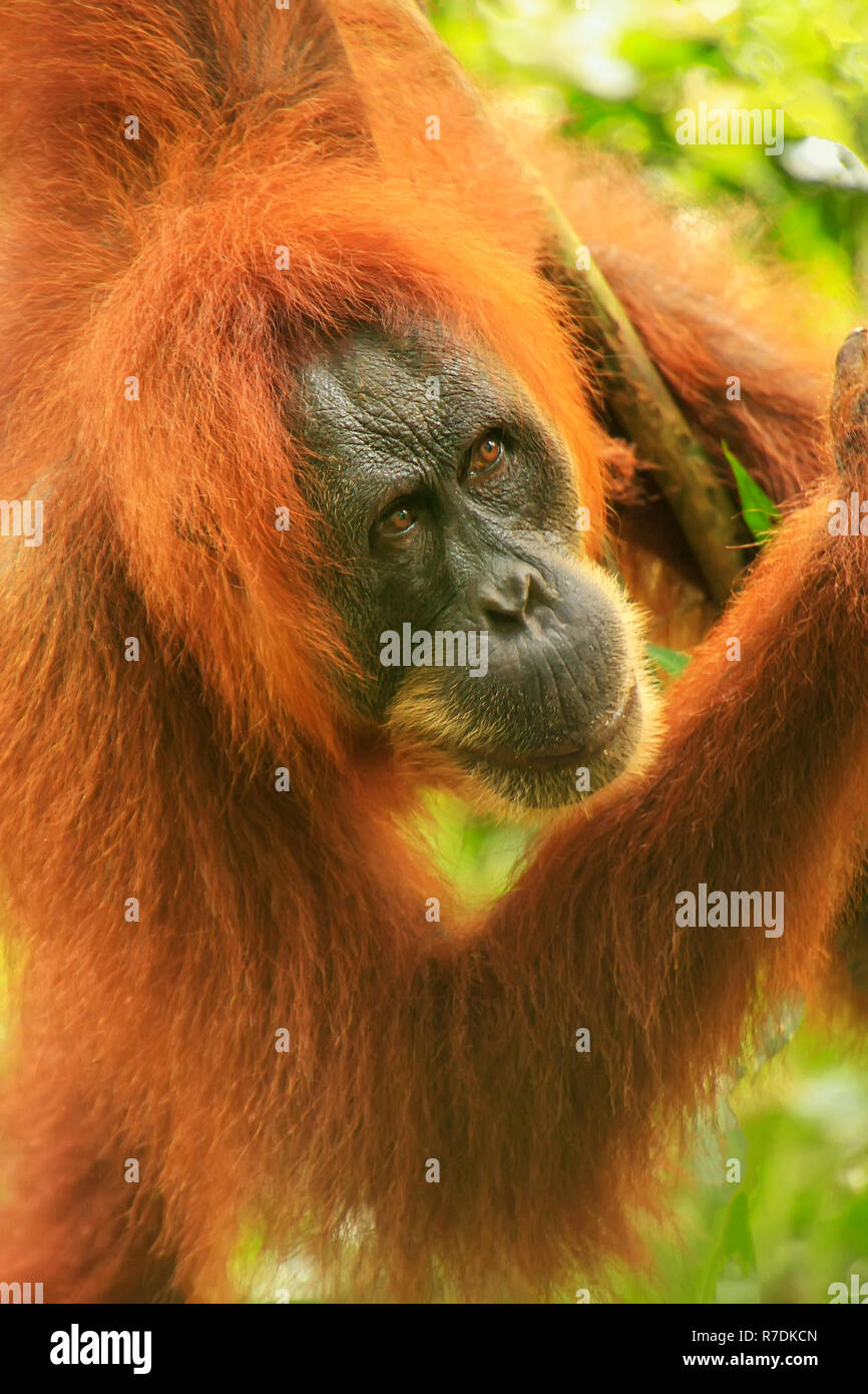 Portrait of female Sumatran orangutan (Pongo abelii) in Gunung Leuser National Park, Sumatra, Indonesia. Sumatran orangutan is endemic to the north of Stock Photo