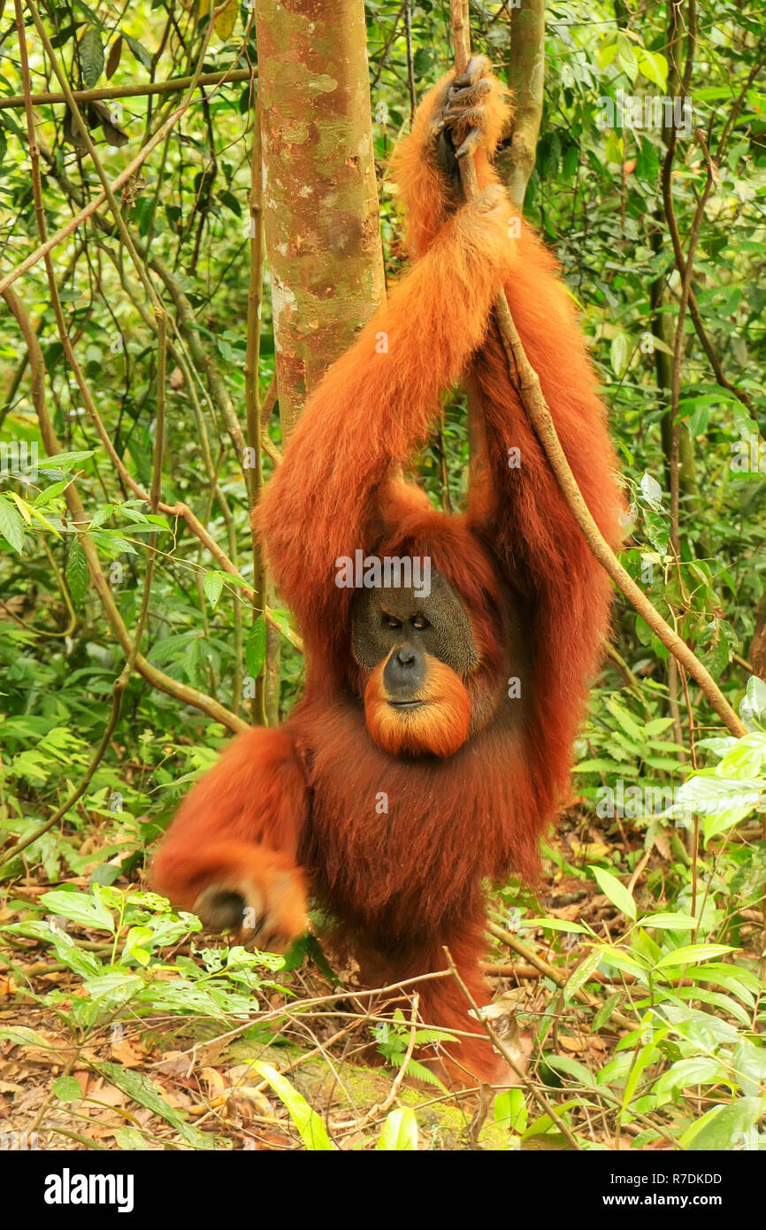 Male Sumatran orangutan (Pongo abelii) standing on the ground in Gunung Leuser National Park, Sumatra, Indonesia. Sumatran orangutan is endemic to the Stock Photo
