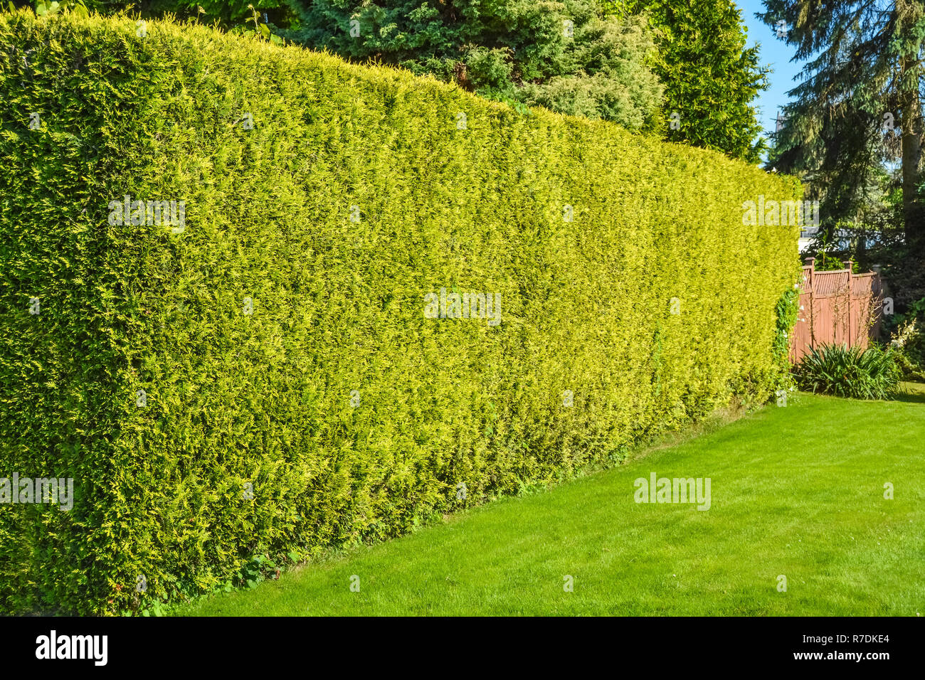 High hedge hi-res stock photography and images - Alamy