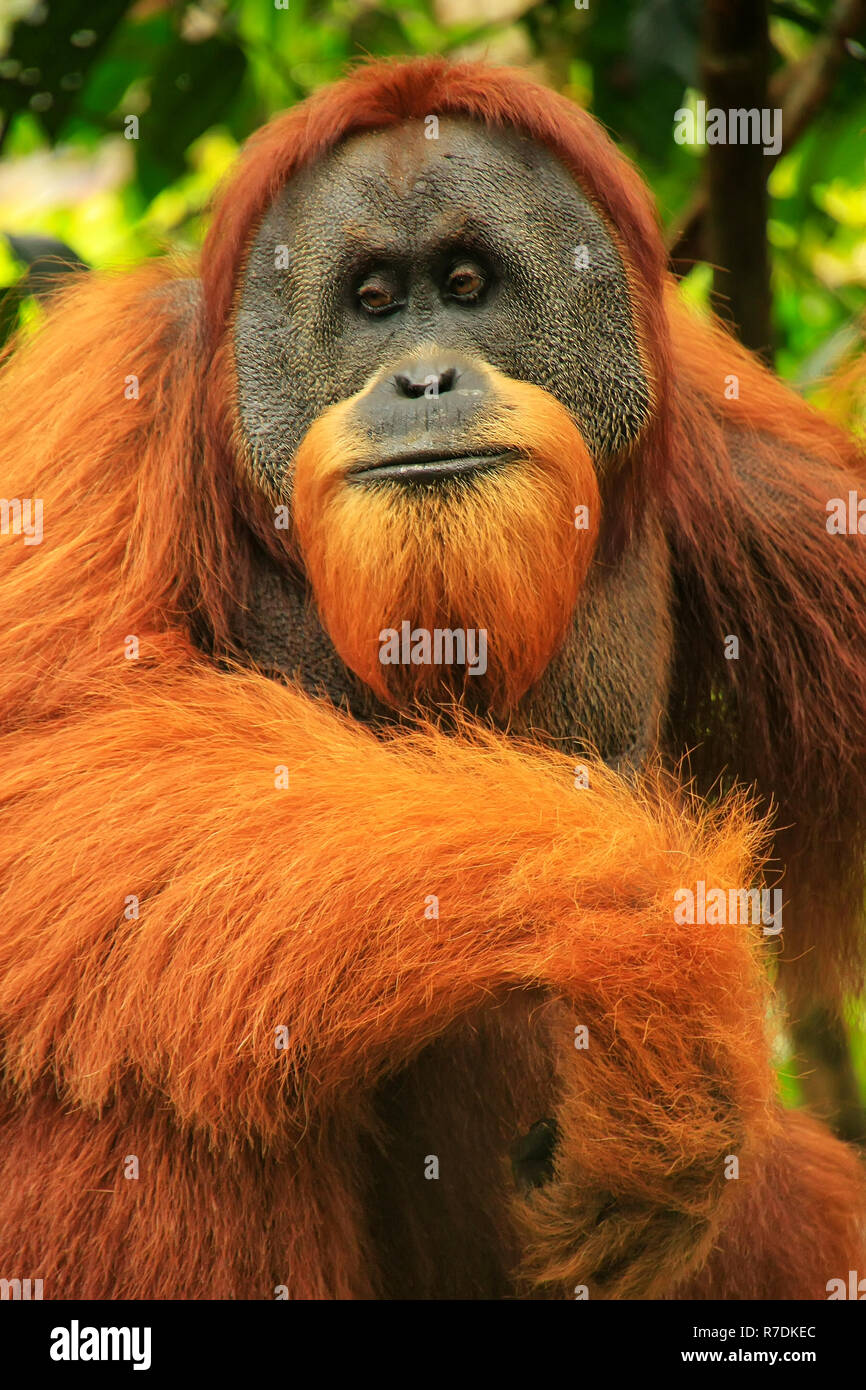 Portrait of male Sumatran orangutan (Pongo abelii) in Gunung Leuser National Park, Sumatra, Indonesia. Sumatran orangutan is endemic to the north of S Stock Photo