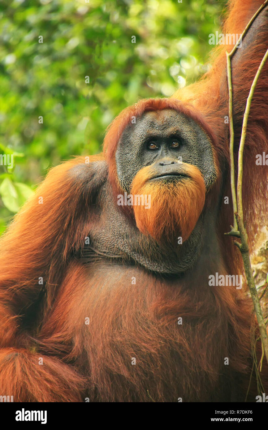 Male Sumatran orangutan (Pongo abelii) sitting in a tree in Gunung Leuser National Park, Sumatra, Indonesia. Sumatran orangutan is endemic to the nort Stock Photo