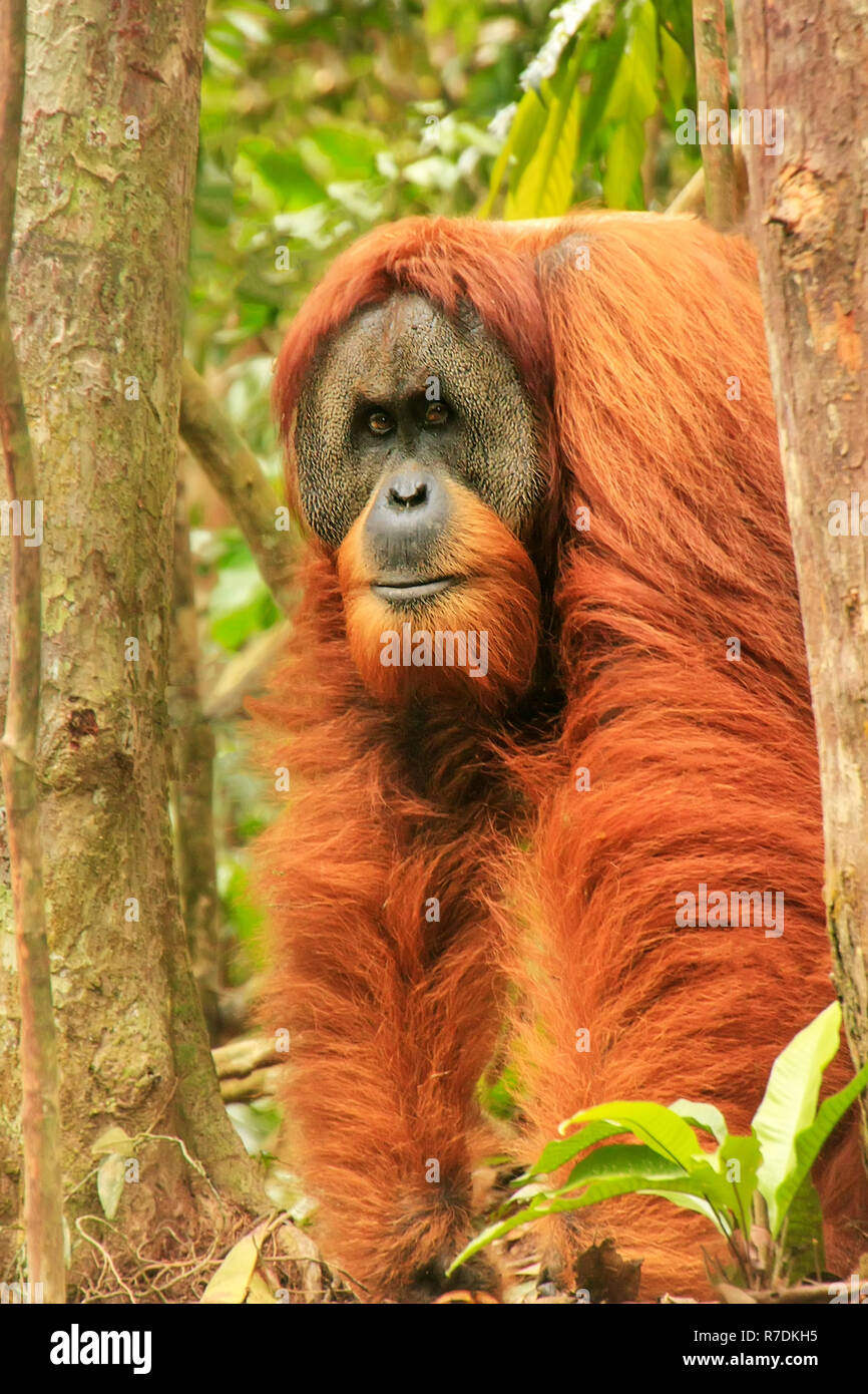 Male Sumatran orangutan (Pongo abelii) standing on the ground in Gunung Leuser National Park, Sumatra, Indonesia. Sumatran orangutan is endemic to the Stock Photo