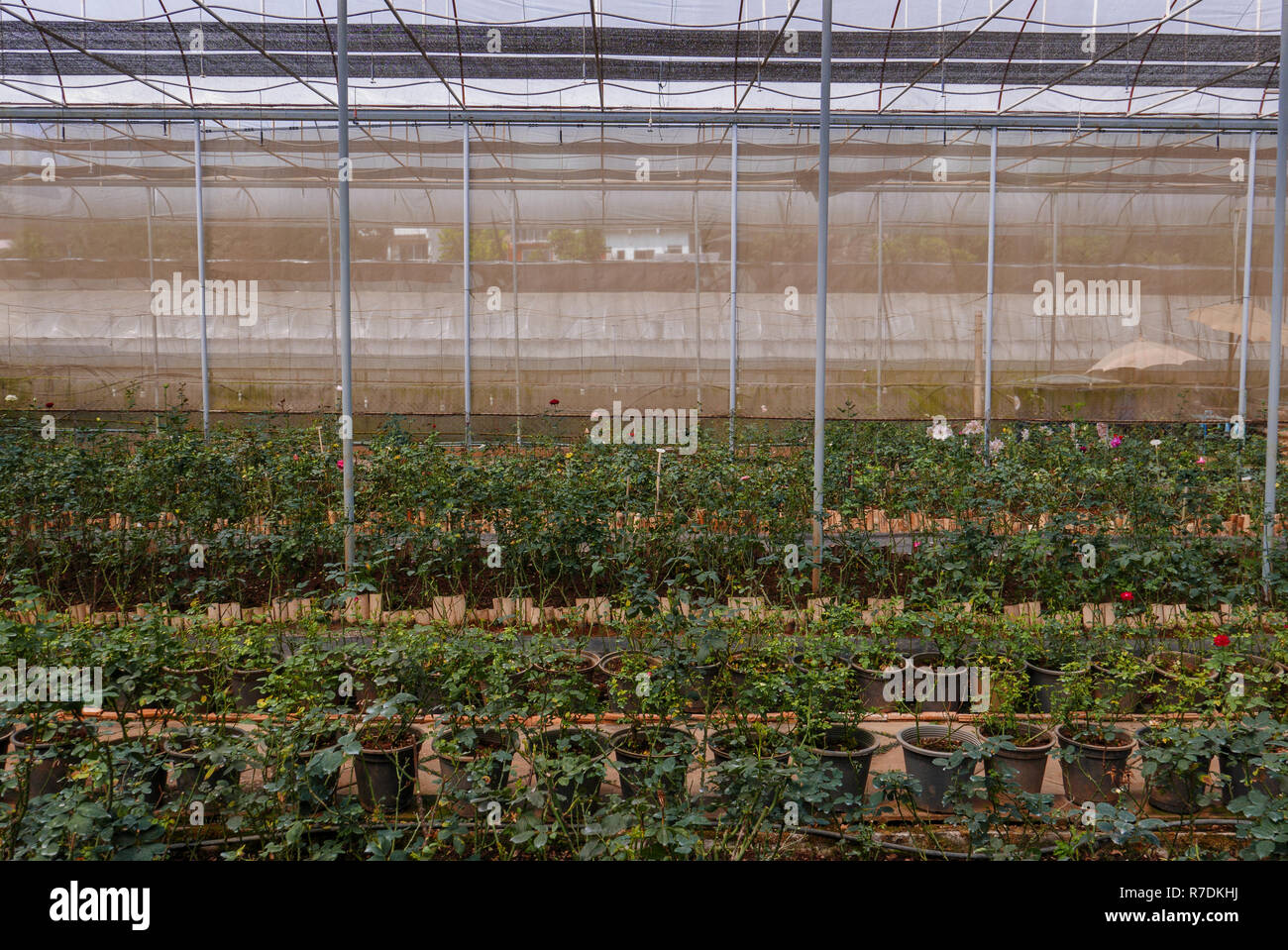 Cultivated roses rows in glasshouse in daytime in rural area for ...