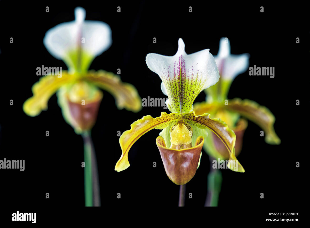 Paphiopedilum leeanum orchid flower Stock Photo