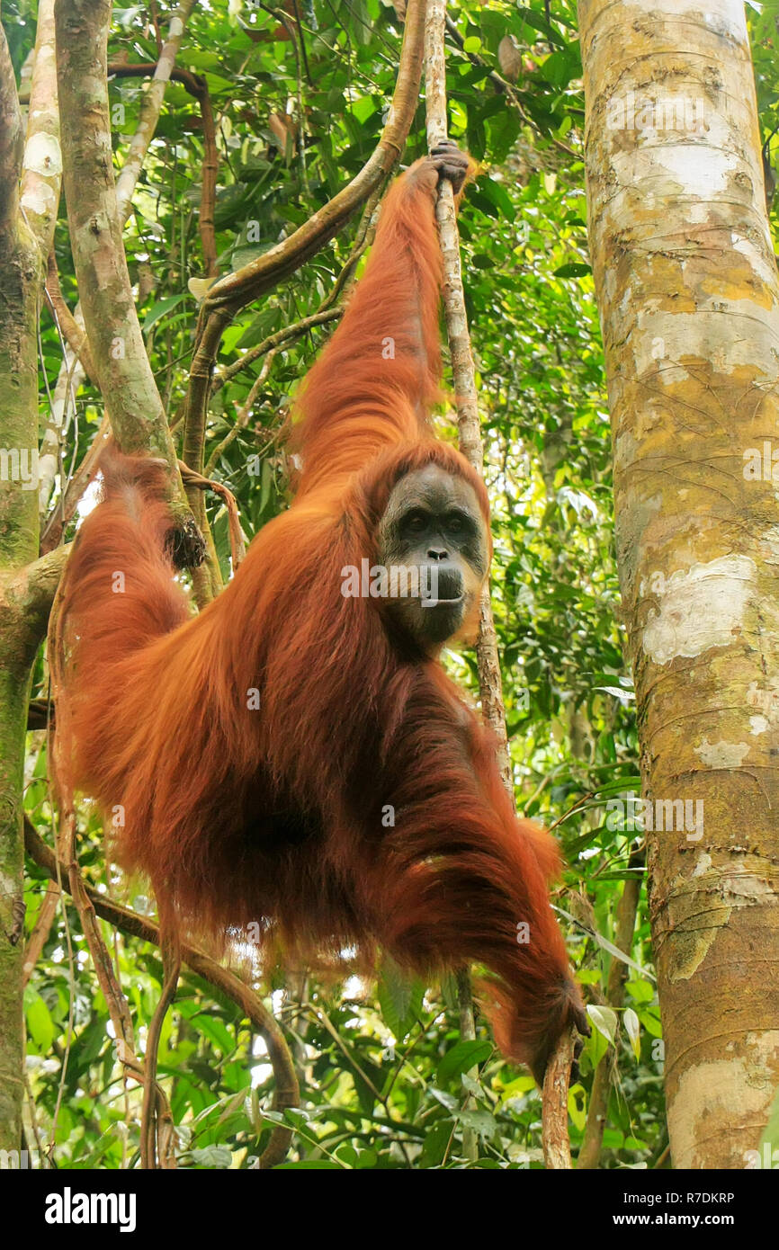 Female Sumatran orangutan (Pongo abelii) hanging in the trees, Gunung Leuser National Park, Sumatra, Indonesia. Sumatran orangutan is endemic to the n Stock Photo