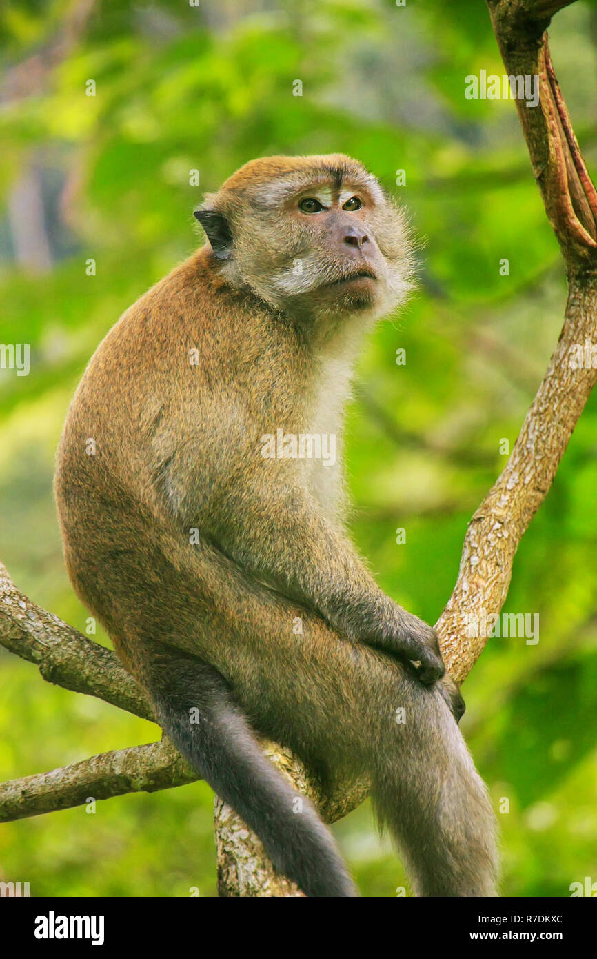 Crab-eating macaque (Macaca fascicularis) sitting on a tree in Gunung ...