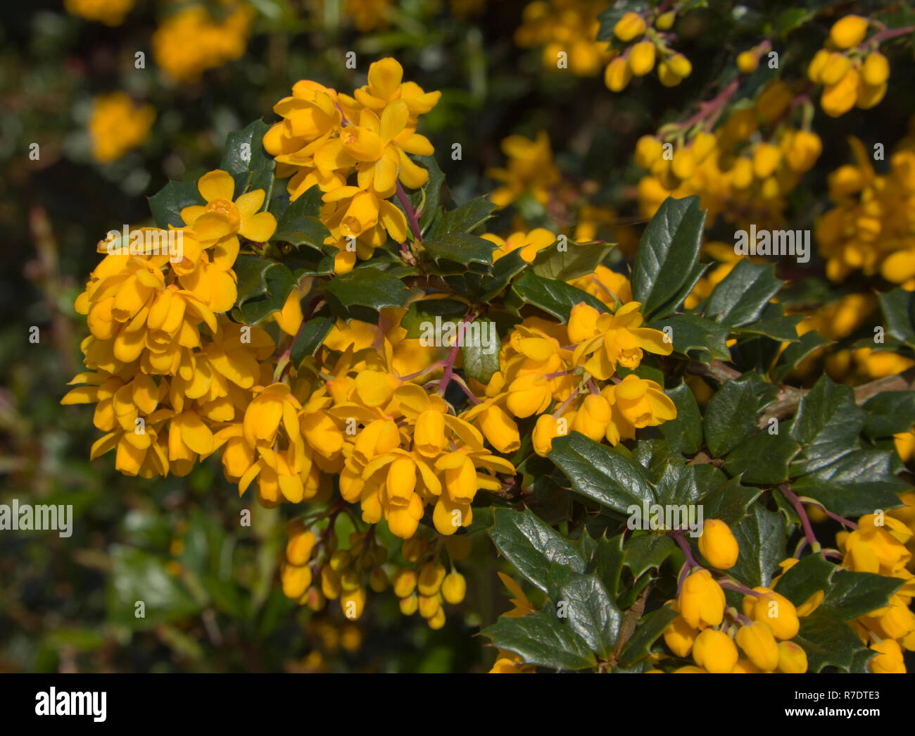 Cultus Bay Nursery Berberis Corylopsis Osmanthus Phsocarpus