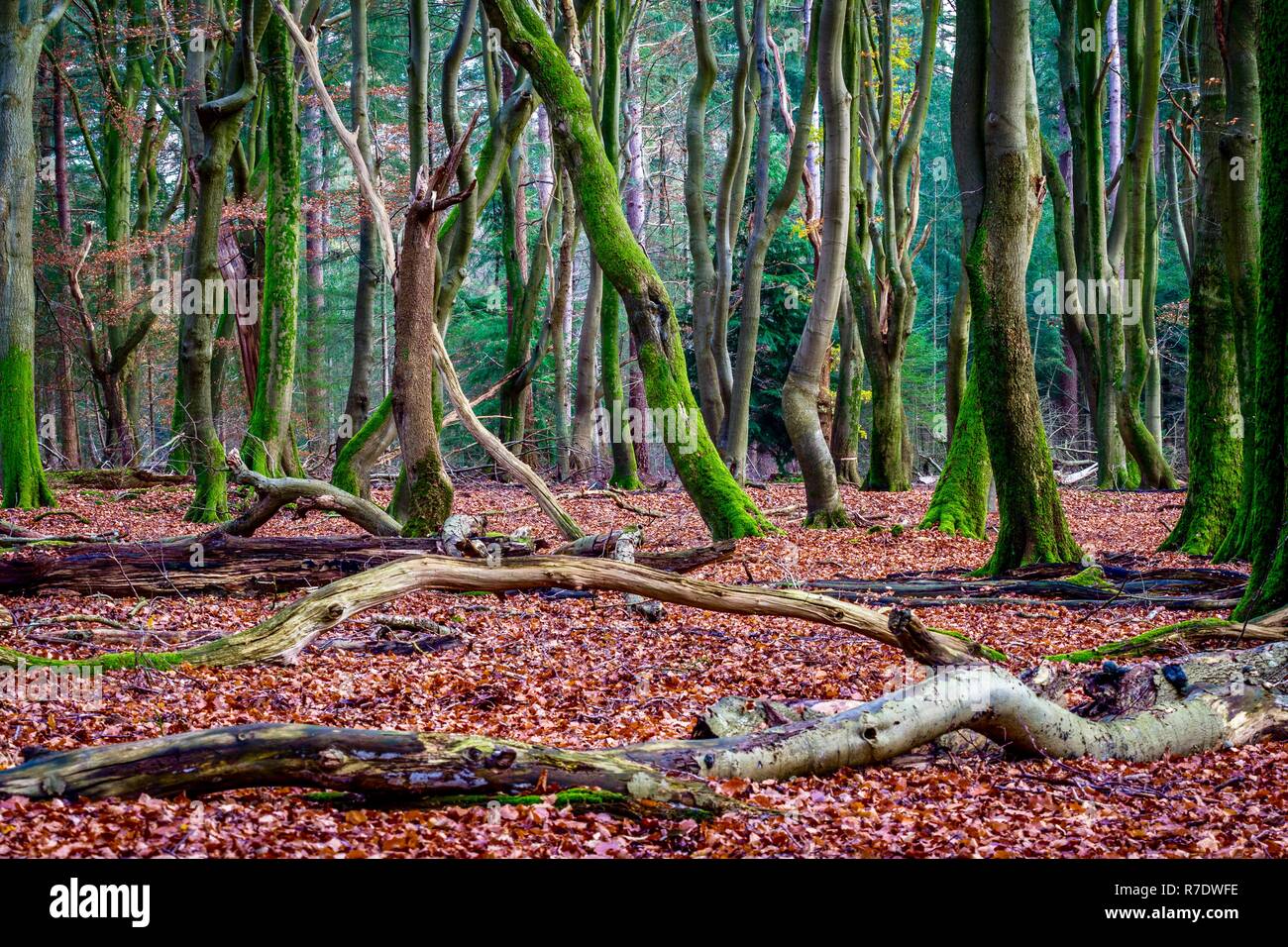 Dood stam hi-res stock photography and images - Alamy, image size:1300x956